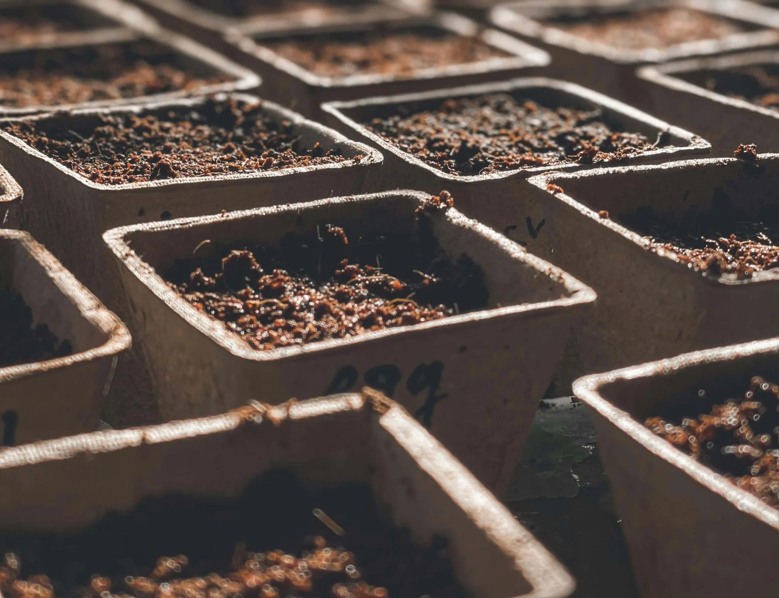 peat pots filled with potting soil