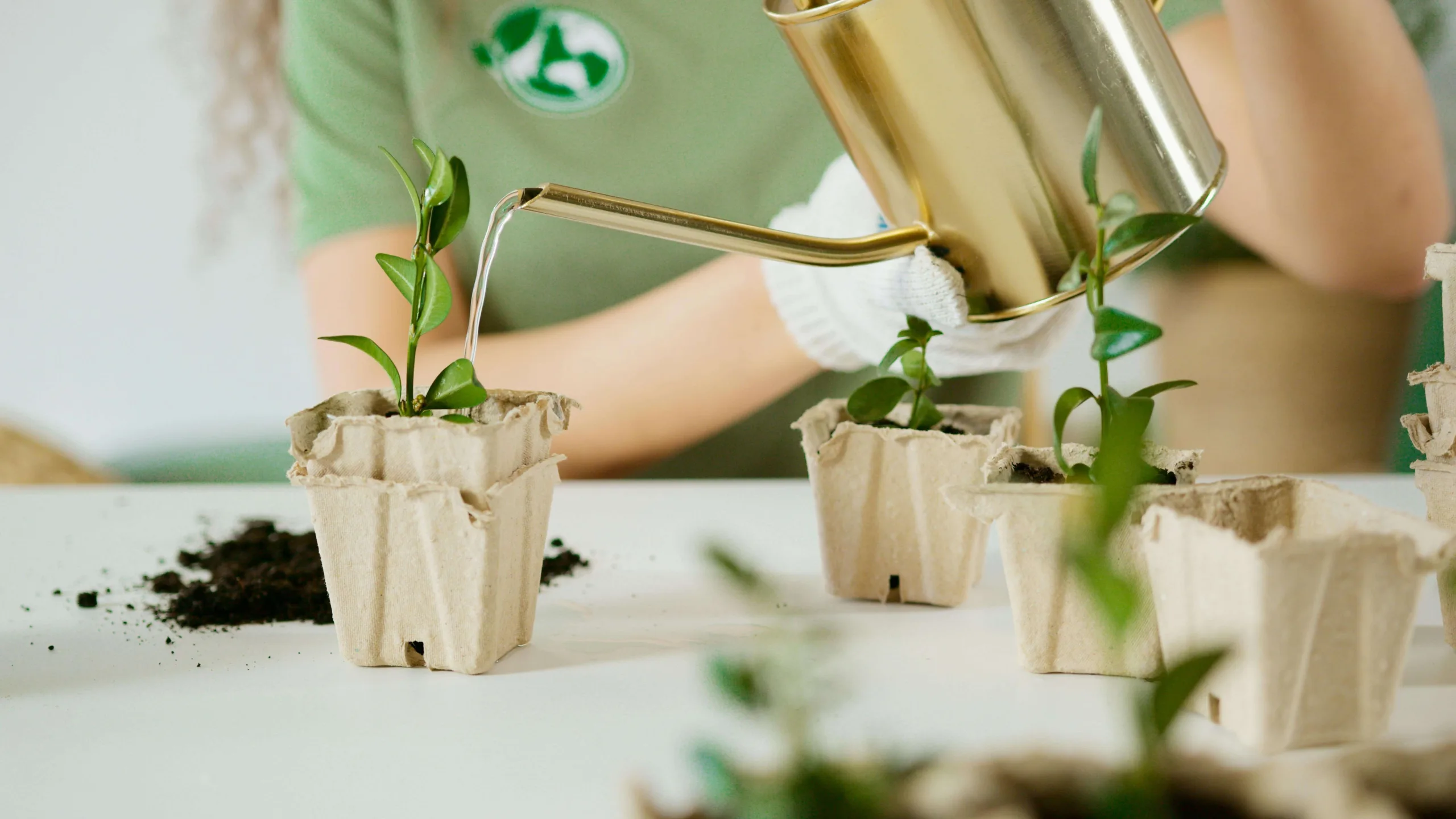 small peat pots with seedlings on a counter with a person watering from a watering pot.